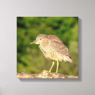 Juvenile Black Crowned Night Heron Canvas Print