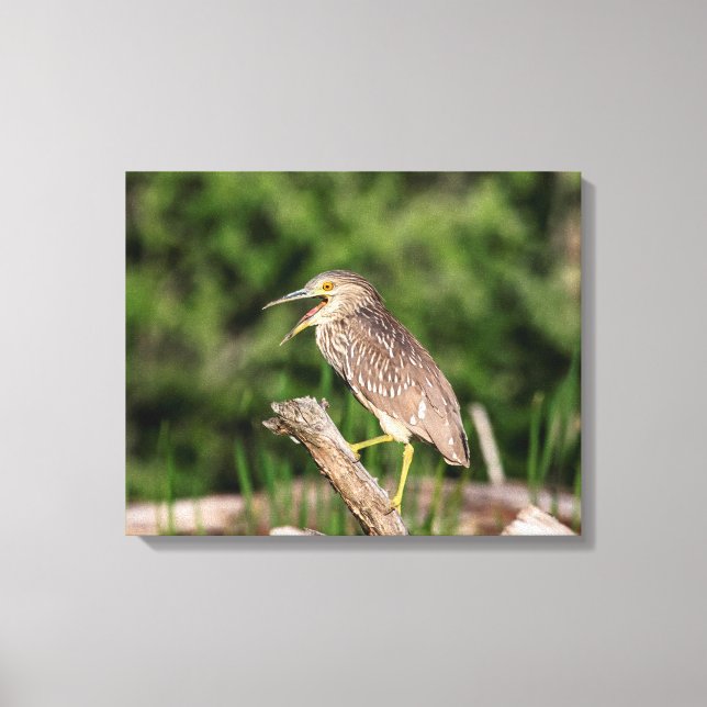 Juvenile Black Crowned Night Heron Canvas Print (Front)