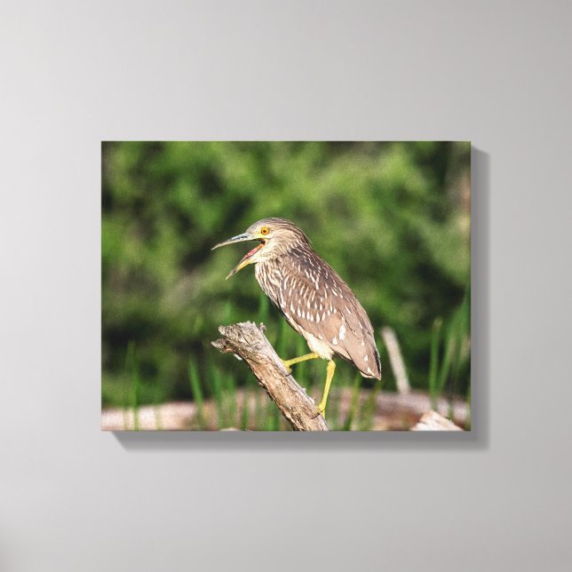 Juvenile Black Crowned Night Heron Canvas Print (Front)
