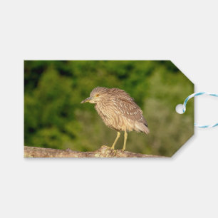 Juvenile Black Crowned Night Heron Gift Tags