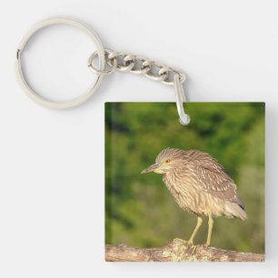 Juvenile Black Crowned Night Heron Keychain