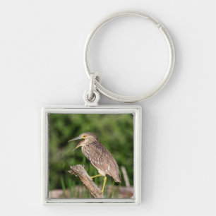 Juvenile Black Crowned Night Heron Keychain