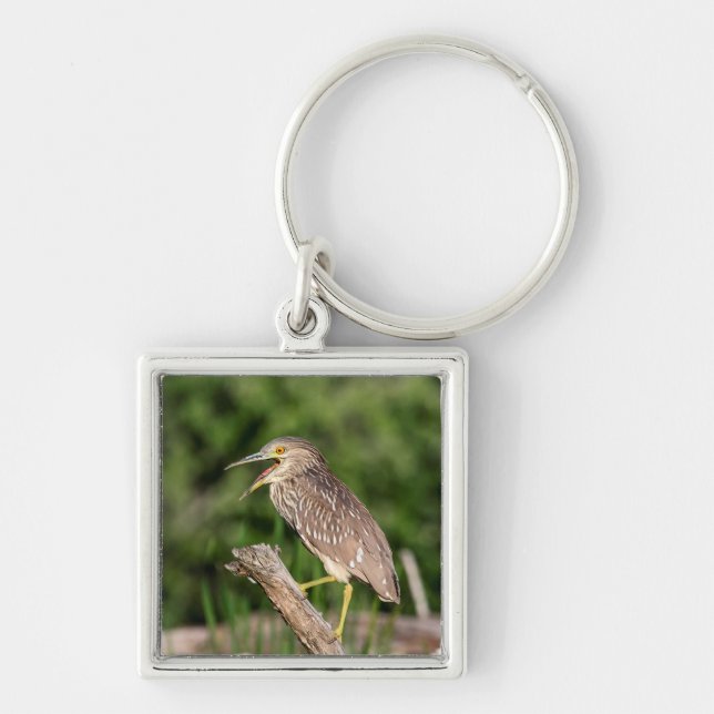 Juvenile Black Crowned Night Heron Keychain (Front)