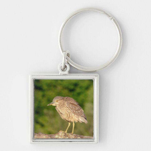 Juvenile Black Crowned Night Heron Keychain (Front)