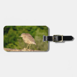 Juvenile Black Crowned Night Heron Luggage Tag