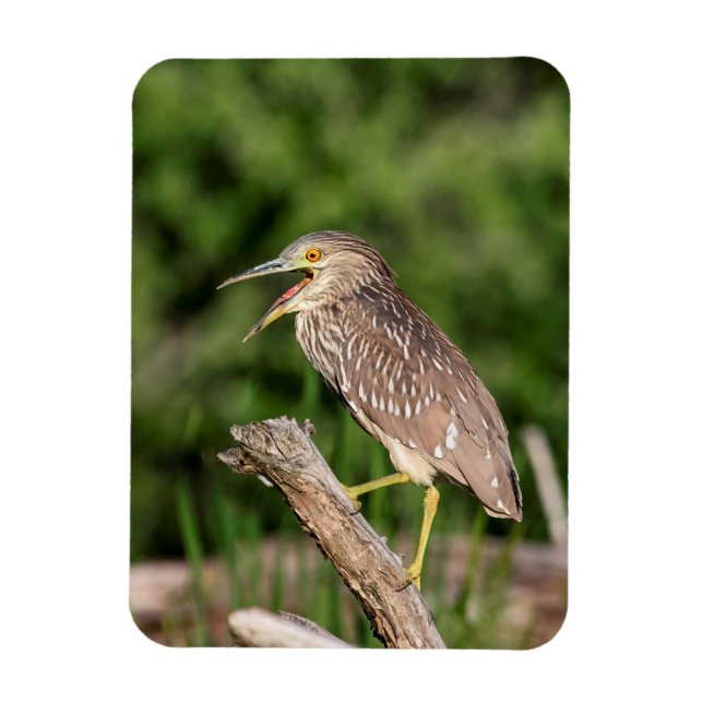 Juvenile Black Crowned Night Heron Magnet (Vertical)