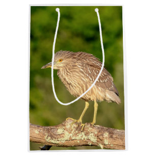 Juvenile Black Crowned Night Heron Medium Gift Bag