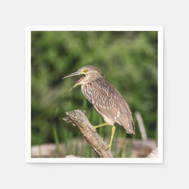 Juvenile Black Crowned Night Heron Napkin (Front)