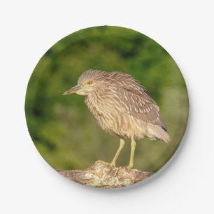 Juvenile Black Crowned Night Heron Paper Plate