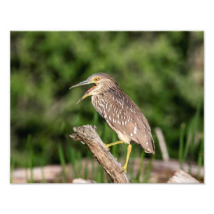 Juvenile Black Crowned Night Heron Photo Print