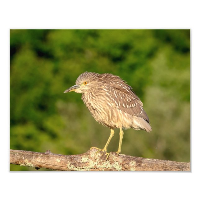 Juvenile Black Crowned Night Heron Photo Print (Front)