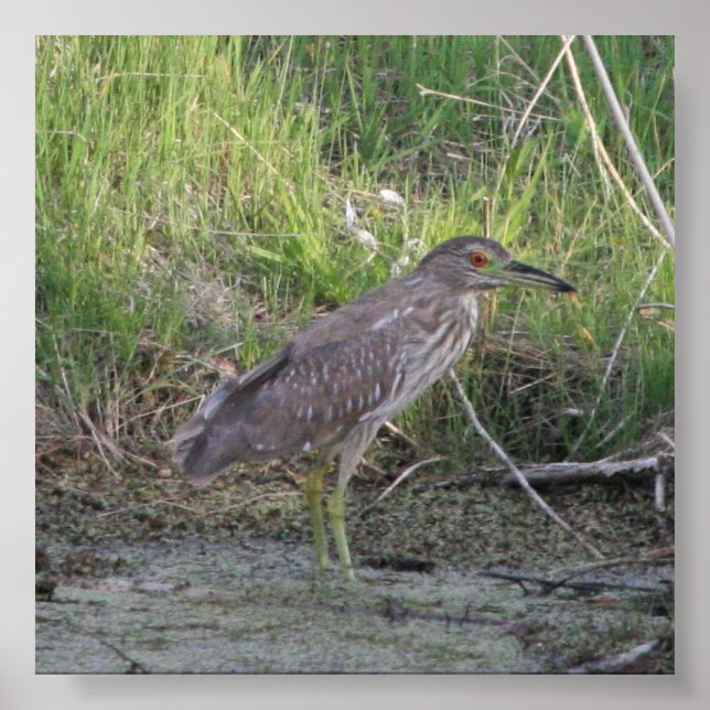 Juvenile Black-Crowned Night-Heron Poster (Front)