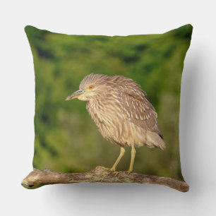 Juvenile Black Crowned Night Heron Throw Pillow