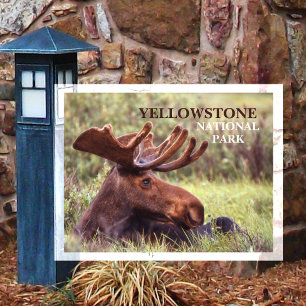 Juvenile Bull Moose Resting in Grass Yellowstone  Postcard