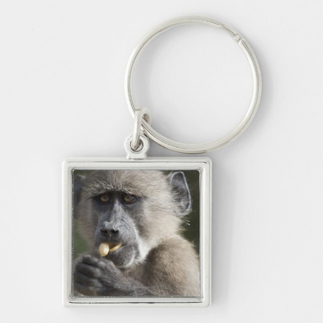 Juvenile Chacma baboon (Papio ursinus) eats nuts Keychain (Front)