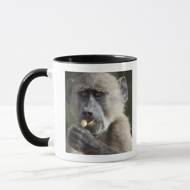 Juvenile Chacma baboon (Papio ursinus) eats nuts Mug (Left)