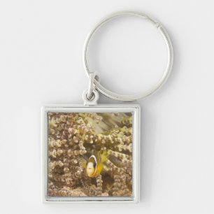 juvenile Clark's Anemonefish (Amphiprion) Keychain