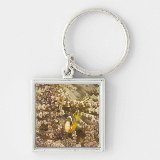 juvenile Clark's Anemonefish (Amphiprion) Keychain (Front)