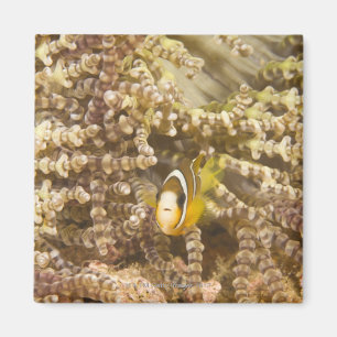 juvenile Clark's Anemonefish (Amphiprion) Magnet
