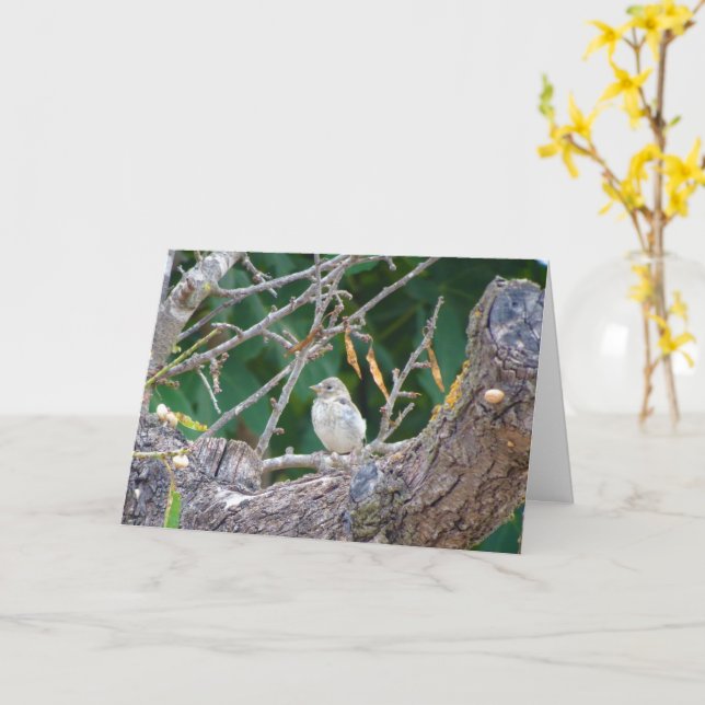 Juvenile Goldfinch in Almond Tree Card (Yellow Flower)