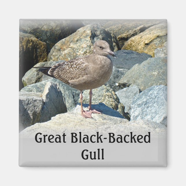 Juvenile Great Black-Backed Gull Magnet (Front)