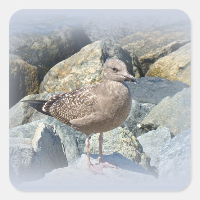 Juvenile Great Black-Backed Gull Square Sticker (Front)