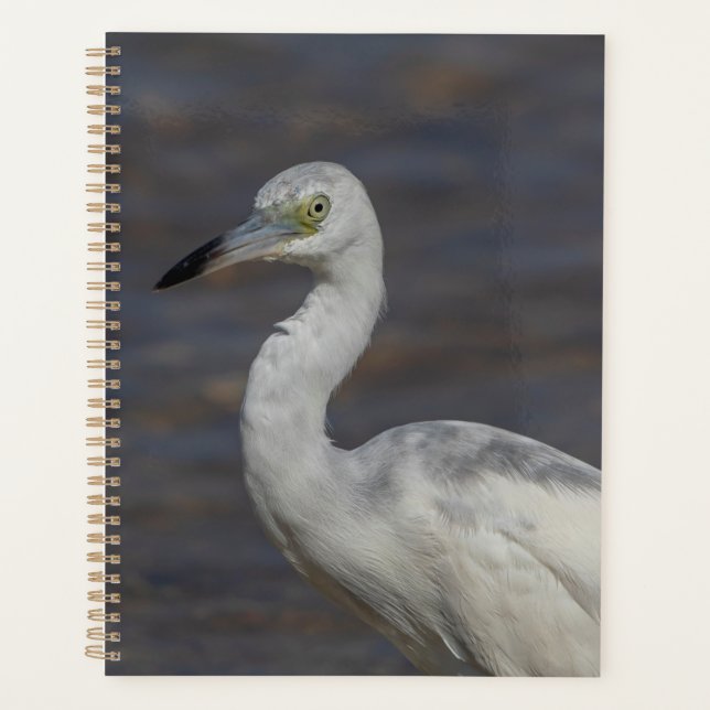 Juvenile Heron 2024 Planner (Front)