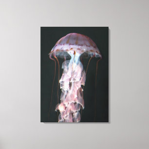 Juvenile jellyfish, Chrysaora (Pelagia) Canvas Print
