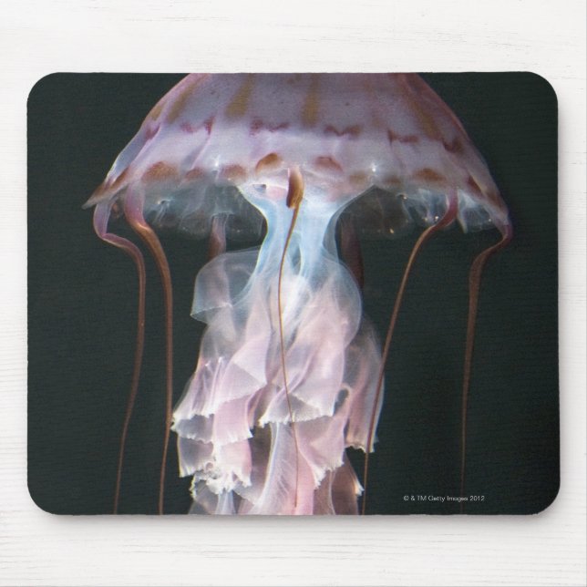 Juvenile jellyfish, Chrysaora (Pelagia) Mouse Pad (Front)