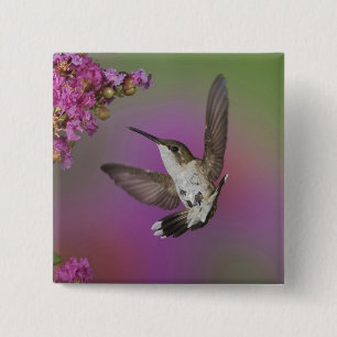 Juvenile male Ruby Throated Hummingbird 2 Inch Square Button