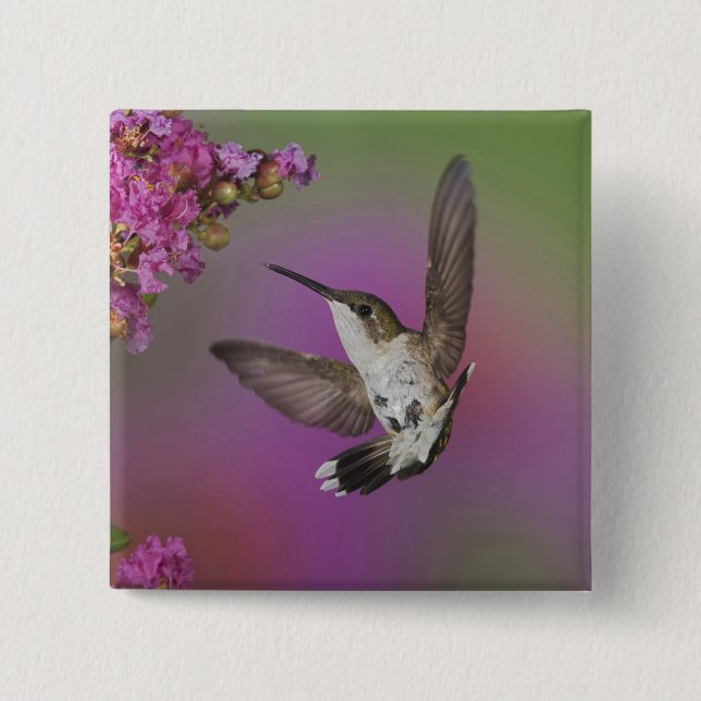 Juvenile male Ruby Throated Hummingbird 2 Inch Square Button (Front)