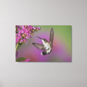 Juvenile male Ruby Throated Hummingbird Canvas Print