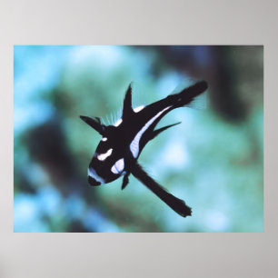 Juvenile Midnight Snapper Poster