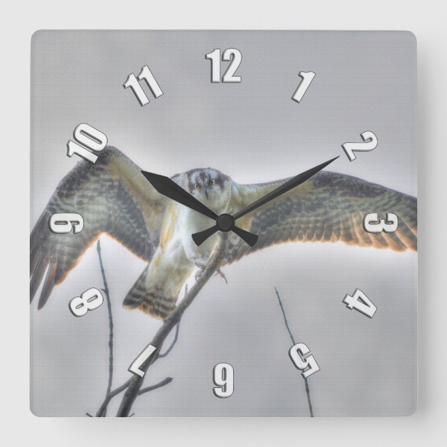 Juvenile Osprey Fish-Eagle Wildlife Photo Clock (Front)