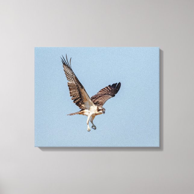 Juvenile Osprey in flight Canvas Print (Front)