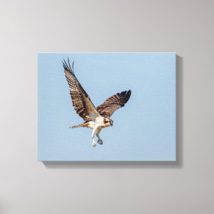Juvenile Osprey in flight Canvas Print