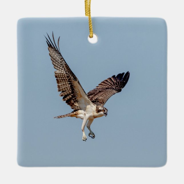Juvenile Osprey in flight Ceramic Ornament (Front)