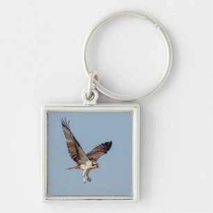 Juvenile Osprey in flight Keychain