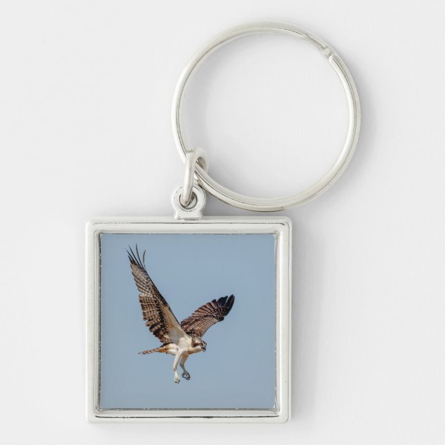 Juvenile Osprey in flight Keychain (Front)