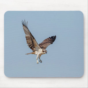 Juvenile Osprey in flight Mouse Pad
