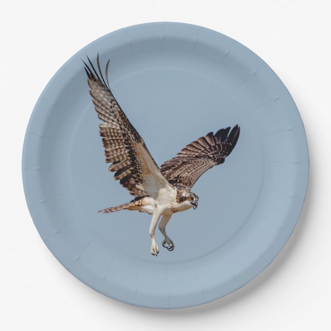 Juvenile Osprey in flight Paper Plate (Front)