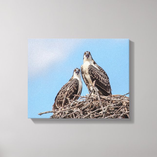 Juvenile Osprey in the nest Canvas Print (Front)