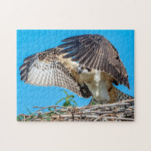 Juvenile Osprey in the nest Jigsaw Puzzle