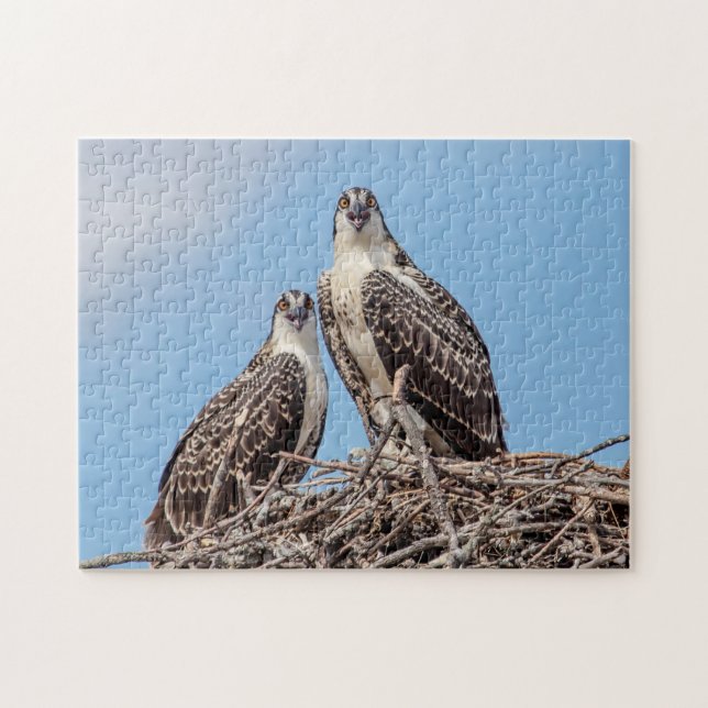 Juvenile Osprey in the nest Jigsaw Puzzle (Horizontal)