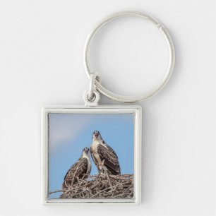 Juvenile Osprey in the nest Keychain