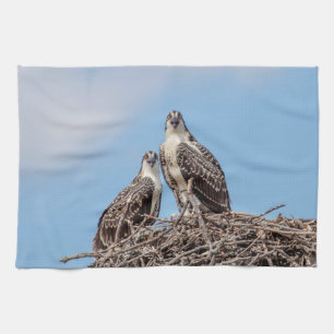 Juvenile Osprey in the nest Kitchen Towel