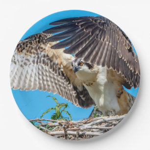Juvenile Osprey in the nest Paper Plate