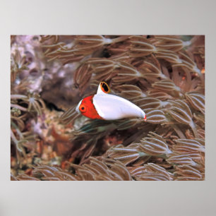 Juvenile Parrotfish Poster