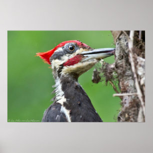 Juvenile Pileated Woodpecker Feeding Poster