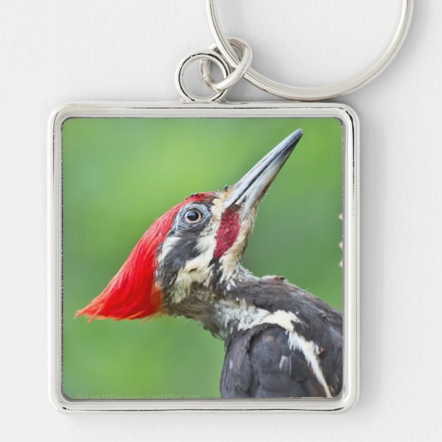 Juvenile Pileated Woodpecker Profile Gifts Apparel Keychain (Front)